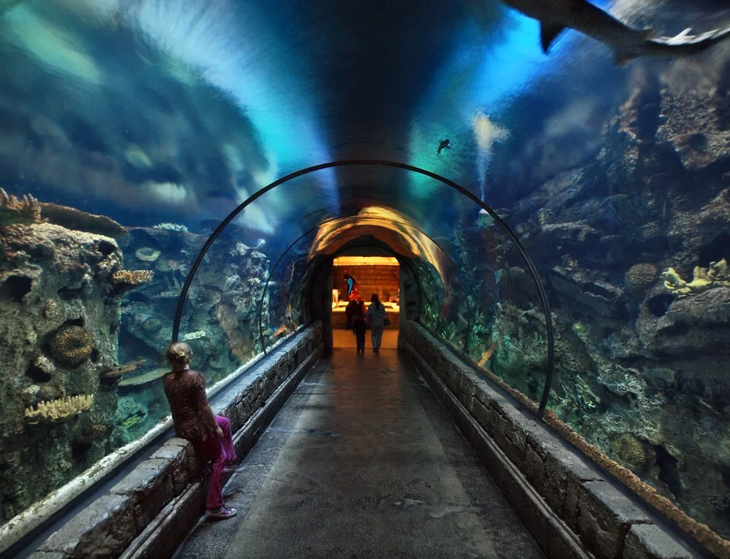 Underwater Tunnel Shark Reef