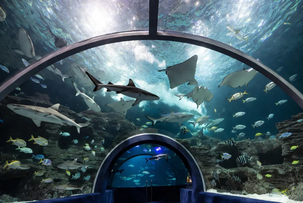 Marine Life at Shark Reef