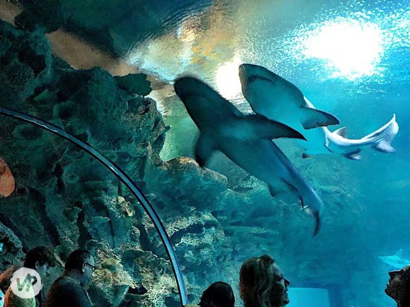 Sharks and Rays at Mandalay Bay
